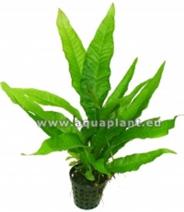 Java Fern